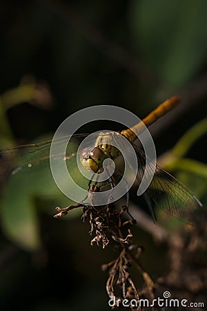 Soft focused macro shot of dragonfly sitting on plant, life of insects Stock Photo