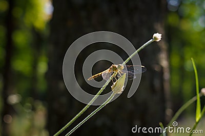 soft focused macro shot of dragonfly sitting on plant, life of insects Stock Photo