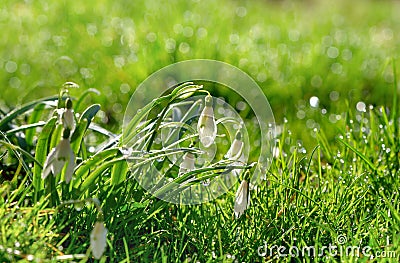 Soft focused macro snowdrops spring first oniony. Beautiful group of blooming white flowers, good for greeting postcard. Stock Photo