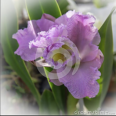 Soft Focused Magenta Orchid Bloom Stock Photo