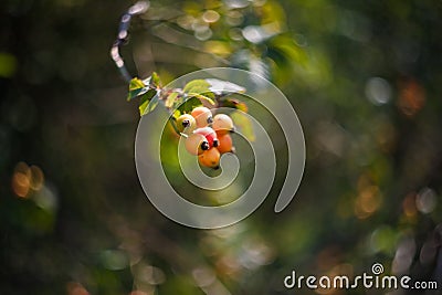 Soft focused shot of rose hop branch with red berries on blurry green background. Organic food, herbal beverages, nature concept. Stock Photo