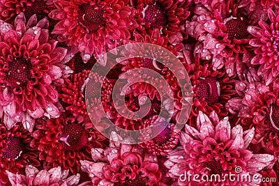 Soft fresh red pink flower with rain water drop for love romant Stock Photo