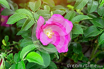 Soft fresh wild light pink dog-rose briar, brier, eglantine, canker-rose flower on bright green leaves background in the garden. Stock Photo
