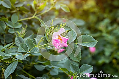 Soft fresh wild light pink dog-rose briar, brier, eglantine, canker-rose flower on bright green leaves background in the garden. Stock Photo