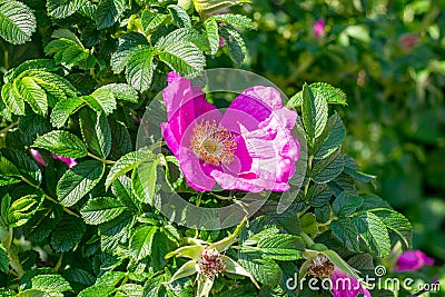 Soft fresh wild light pink dog-rose briar, brier, eglantine, canker-rose flower on bright green leaves background in the garden Stock Photo