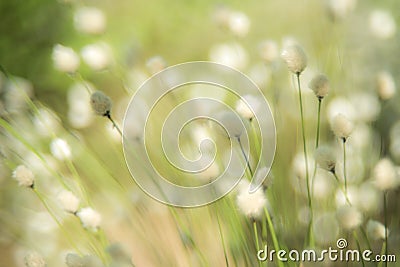 Soft grass plant background Stock Photo