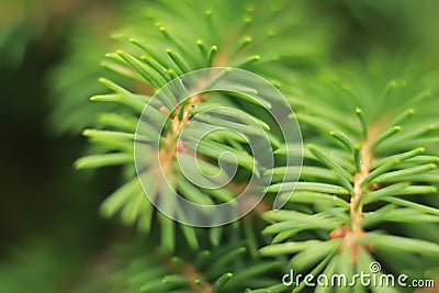 Soft green background of a fir tree branch Stock Photo