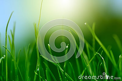 Soft green grass background Stock Photo
