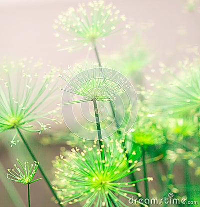 Soft green nature abstract background Stock Photo