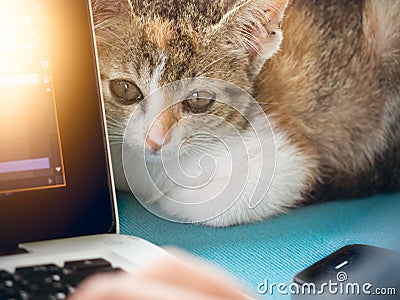 Soft image baby cats with man working on laptop and drink coffee Stock Photo