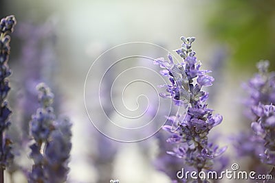 Soft Lavender flowers Stock Photo