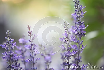 Soft Lavender flowers Stock Photo