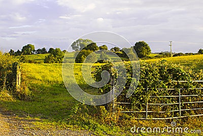 An overgrown steel farm gate in county down Northern Ireland Stock Photo