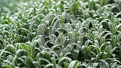 Soft, lush cover of plants in sunny spring Stock Photo