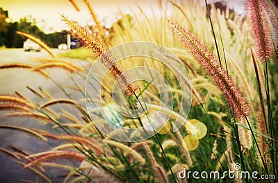 Soft mood twilight concept background of grass flower beside the Stock Photo