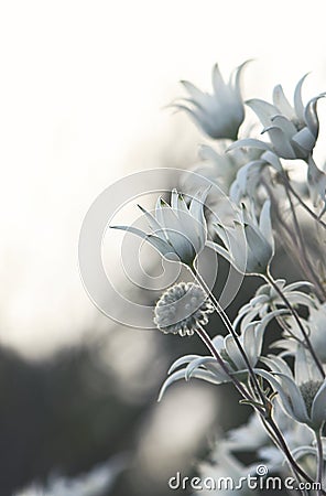 Soft moody Australian native flannel flowers, Actinotus helianthi, family Apiaceae Stock Photo