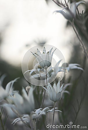 Soft moody white Australian Flannel Flowers at dusk Stock Photo