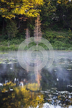 Soft morning light fallling on two trees reflected in calm still Stock Photo