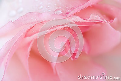 Beautiful close up pink rose with rain drops Stock Photo