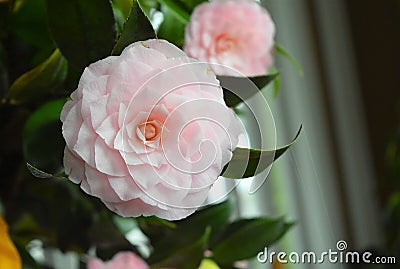 Soft pink camellia- romantic and perfect flower Stock Photo