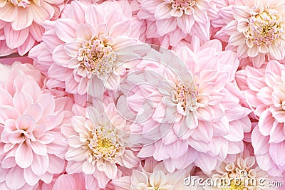 Soft pink delicate blossoming dahlias, summer blooming flowers festive background Stock Photo