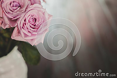 Soft Pink dozen roses in white vase Stock Photo