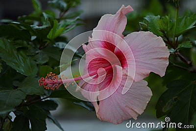 Pink flower emphasized - 21 Stock Photo