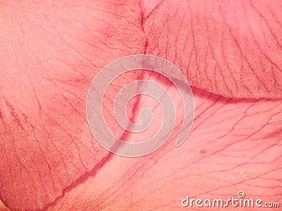 Soft Pink Flower Petals Photo Stock Photo