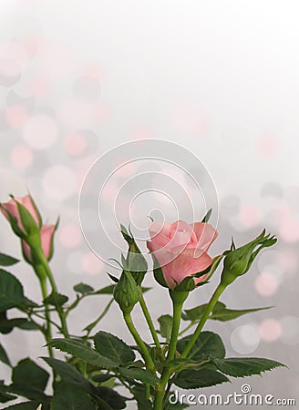 Soft pink and grey bokeh rose valentines day card background with stem and leaves Stock Photo