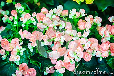 Soft pink hybrid Rieger begonias (Begonia x hiemalis) are called Stock Photo