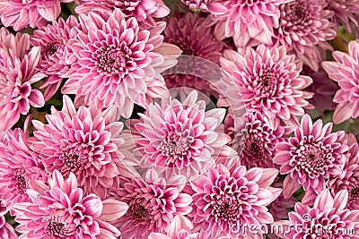 Soft pink purple Chrysanthemum flowers nature abstract background Stock Photo