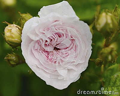 Pink Rose Stock Photo