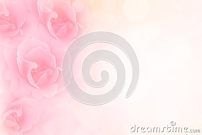 Soft pink roses flower vintage border valentine background Stock Photo