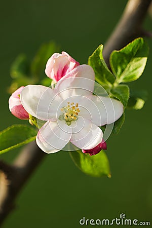 Soft Pink White Apple Blossom Flower in Spring in the Month of April Stock Photo