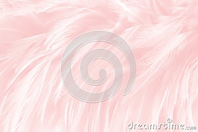 Soft pink, white feathers texture background Stock Photo