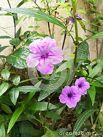 Soft purple flower, waterkanon Stock Photo