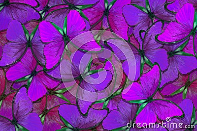 Soft purple natural textural background. Wings of a butterfly Morpho. Flight of bright butterflies abstract background Stock Photo