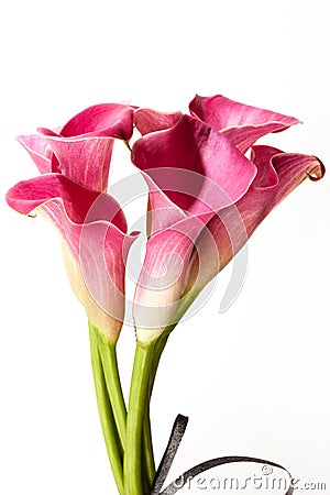 Soft red calla flowers isolated on white background. Stock Photo