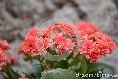 Soft red kalanchoe blossfeldiana, flaming Katy, Christmas kalanchoe plant Stock Photo