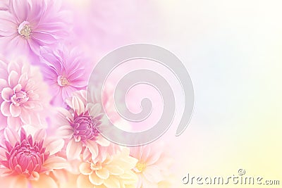 Soft romance dahlia flower in sweet pastel tone background for valentine Stock Photo