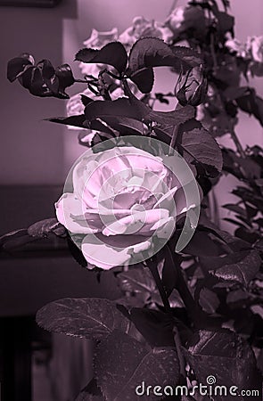 Soft sepia rose Stock Photo