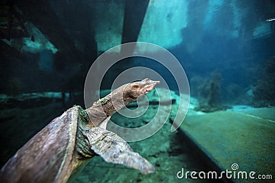 Soft Shell Turtle - Blue Grotto Stock Photo