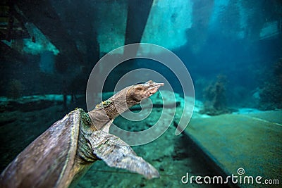 Soft Shell Turtle - Blue Grotto Stock Photo