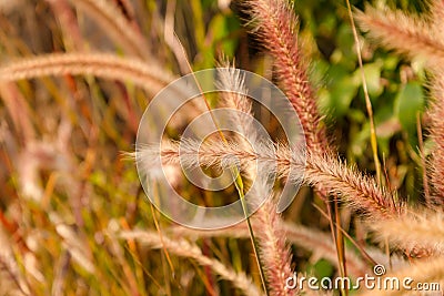 Soft shot of setaria grass in sunlight,worm tone image. Stock Photo