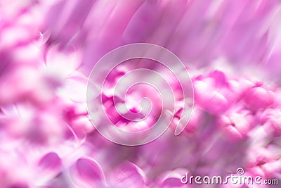 Soft spring purple pink abstract flowers background Stock Photo