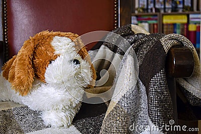 Soft toy dog lying in an vintage chair Stock Photo