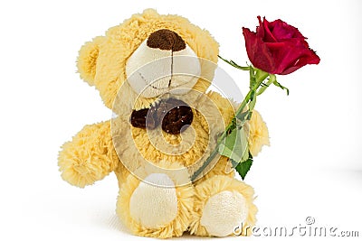 Soft toy Teddy with red rose for Valentines day Stock Photo