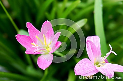 Soft violet flower with green grass background Stock Photo