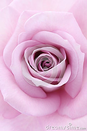 Soft violet rose Stock Photo