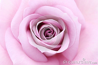 Soft violet rose Stock Photo